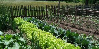 Agricultura pe înțelesul tuturor – Organizarea grădinii de legume