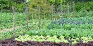 Agricultura pe înțelesul tuturor – Recolte multiple de legume prin asocierea culturilor