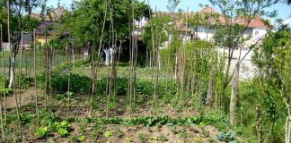 Agricultura pe înțelesul tuturor – Perioada de vegetație, recoltare și producția potențială a legumelor în grădina familială