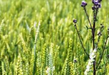 Prețurile medii ale produselor agricole din Gorj pentru 2023