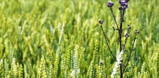 Prețurile medii ale produselor agricole din Gorj pentru 2023