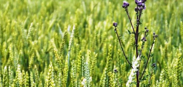 Prețurile medii ale produselor agricole din Gorj pentru 2023