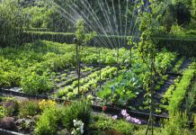 Legumicultorii vor primi ajutor financiar de la stat