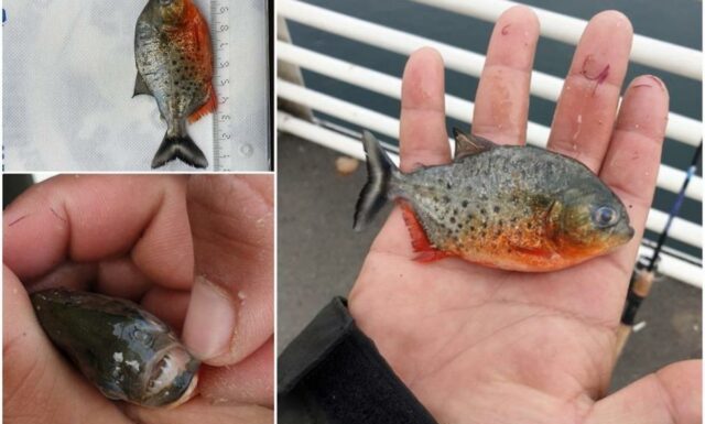 Pește Priranha, găsit într-un râu din țară! Specia lui trăiește în America de Sud