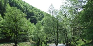 Călător pe plaiurile gorjene