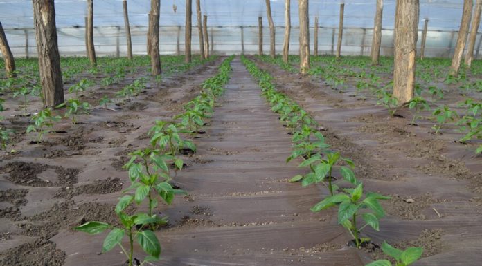 Agricultura pe înțelesul tuturor – Producerea răsadurilor și a legumelor în micile ferme comerciale și în grădinile familiale