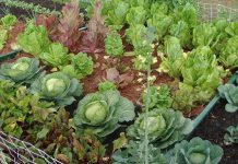 Agricultura pe înțelesul tuturor – Să ne protejăm ecologic grădina