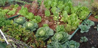 Agricultura pe înțelesul tuturor – Să ne protejăm ecologic grădina