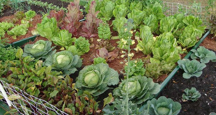 Agricultura pe înțelesul tuturor – Să ne protejăm ecologic grădina