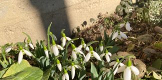 Ghiocei înfloriți și temperaturi record la început de an!