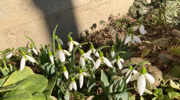 Ghiocei înfloriți și temperaturi record la început de an!