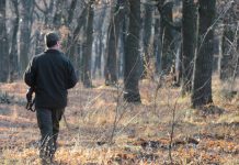 Se caută pădurari
