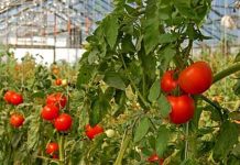 Agricultura pe înțelesul tuturor – Să ne protejăm ecologic grădina, casa