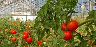 Agricultura pe înțelesul tuturor – Să ne protejăm ecologic grădina, casa