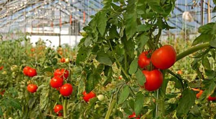 Agricultura pe înțelesul tuturor – Să ne protejăm ecologic grădina, casa