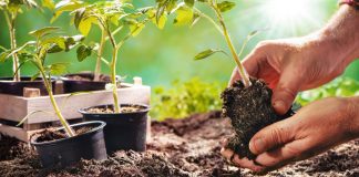 Agricultura pe înțelesul tuturor – Să ne protejăm ecologic grădina, casa