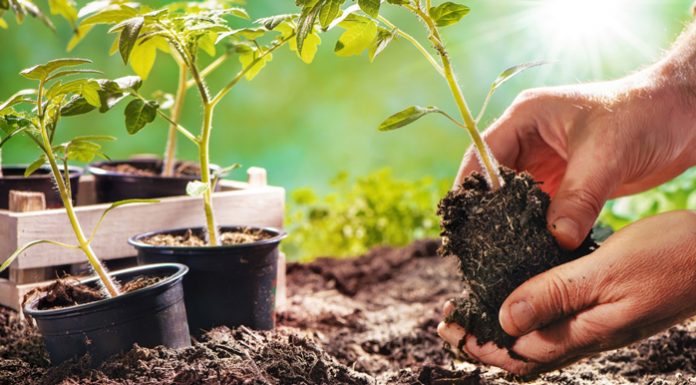 Agricultura pe înțelesul tuturor – Să ne protejăm ecologic grădina, casa