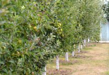 Agricultura pe înțelesul tuturor – Pledoarie pentru cultura arbuștilor fructiferi în grădinile familiale (I)