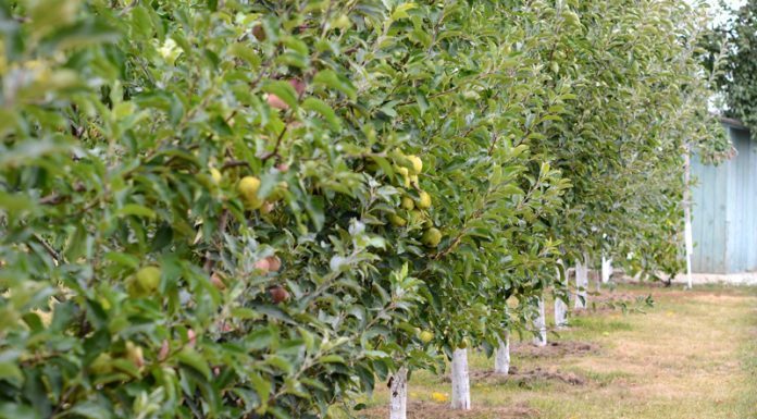 Agricultura pe înțelesul tuturor – Pledoarie pentru cultura arbuștilor fructiferi în grădinile familiale (I)