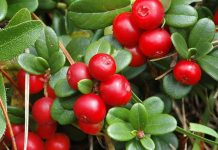 Agricultura pe înțelesul tuturor – Pledoarie pentru cultura arbuștilor fructiferi în grădinile familiale (II)