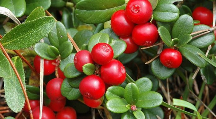 Agricultura pe înțelesul tuturor – Pledoarie pentru cultura arbuștilor fructiferi în grădinile familiale (II)