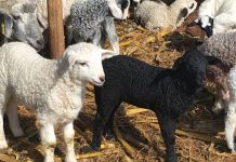 Miei mari și, posibil, mai ieftini de Paști!