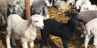 Miei mari și, posibil, mai ieftini de Paști!