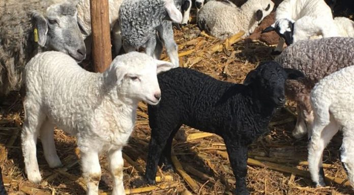 Miei mari și, posibil, mai ieftini de Paști!