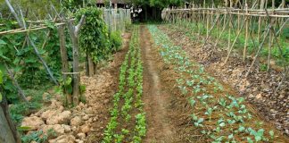 Agricultura pe înțelesul tuturor – Rotația culturilor legumicole