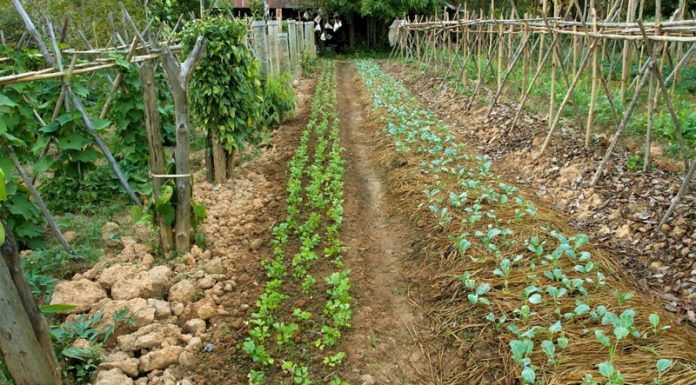 Agricultura pe înțelesul tuturor – Rotația culturilor legumicole