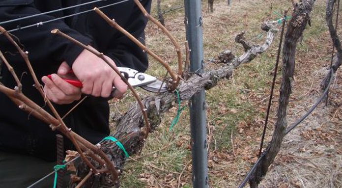 Agricultura pe înțelesul tuturor – Graficul lucrărilor agricole în luna februarie