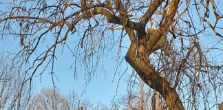 Starea vremii în Gorj, cu Darius Andrei Norocea – Atmosferă liniștită, cu iz primăvăratic peste meleagurile gorjenești