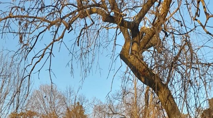 Starea vremii în Gorj, cu Darius Andrei Norocea – Atmosferă liniștită, cu iz primăvăratic peste meleagurile gorjenești