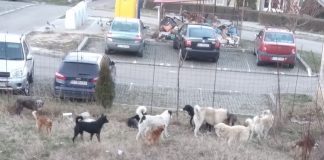 VIDEO: Bumbești-Jiu, orașul peste care au pus stăpânire câinii fără stăpân