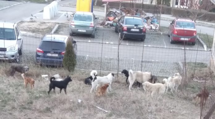 VIDEO: Bumbești-Jiu, orașul peste care au pus stăpânire câinii fără stăpân