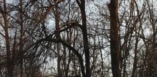 Starea vremii în Gorj, cu Darius Andrei Norocea – O săptămână primăvăratică, cu soare blând. Singurul fenomen notabil este vântul, cu accent pe zona de munte a județului Gorj