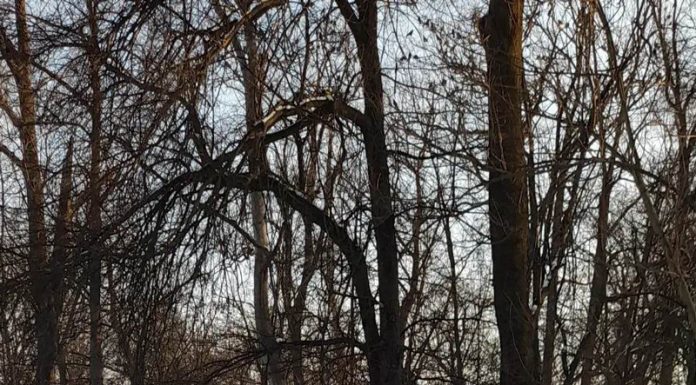 Starea vremii în Gorj, cu Darius Andrei Norocea – O săptămână primăvăratică, cu soare blând. Singurul fenomen notabil este vântul, cu accent pe zona de munte a județului Gorj