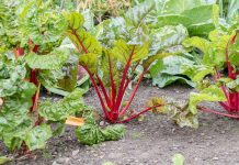 Agricultura pe înțelesul tuturor – Să ne protejăm ecologic grădina