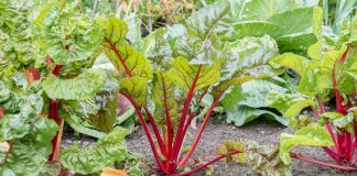 Agricultura pe înțelesul tuturor – Să ne protejăm ecologic grădina