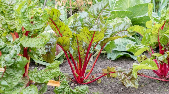 Agricultura pe înțelesul tuturor – Să ne protejăm ecologic grădina