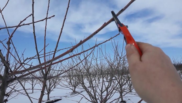 Agricultura pe înțelesul tuturor – Lucrări agricole în livada și via aflate în repausul vegetativ