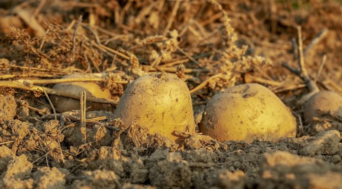 Exportăm cartofii și trăim din importul celor congelați