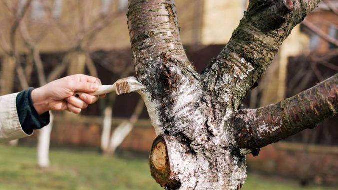 Agricultura pe înțelesul tuturor – Să ne protejăm ecologic grădina, casa