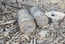 Amendă penală de 1.500 lei pentru tăierea unui fag