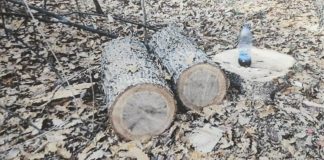 Amendă penală de 1.500 lei pentru tăierea unui fag