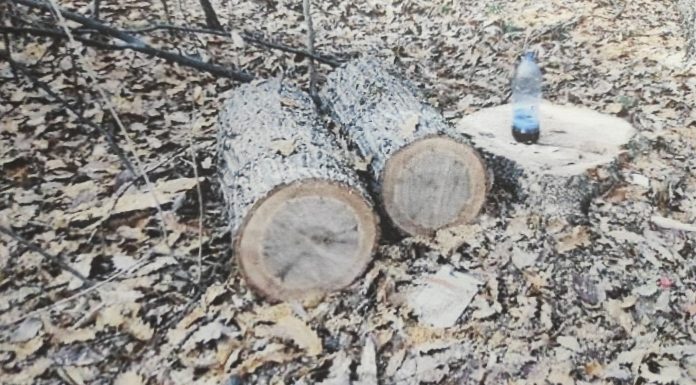 Amendă penală de 1.500 lei pentru tăierea unui fag