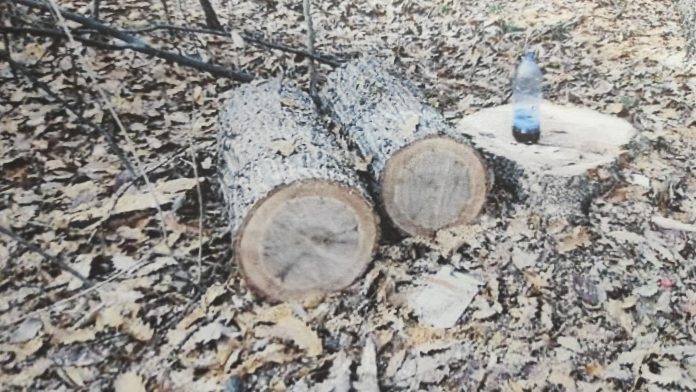 Amendă penală de 1.500 lei pentru tăierea unui fag