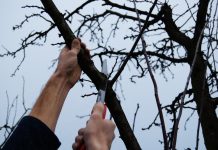 Agricultura pe înțelesul tuturor – Lucrări agricole în livada și via aflate în repausul vegetativ