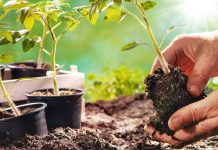 Agricultura pe înțelesul tuturor – Să ne protejăm ecologic grădina, casa