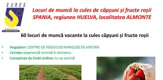 Locuri de muncă pentru gorjeni în Spania